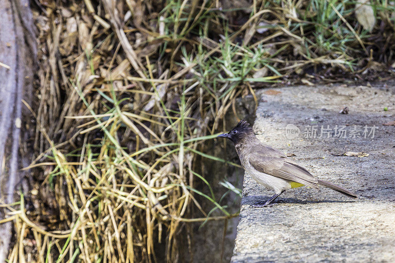 普通夜莺(Pycnonotus barbatus)